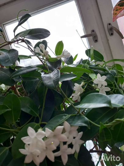 Стефанотис.(Мадагаскарский жасмин)