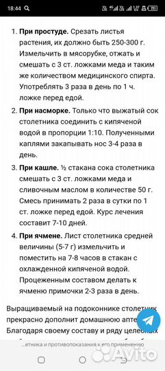 Росток алоэ древовидный лечебный