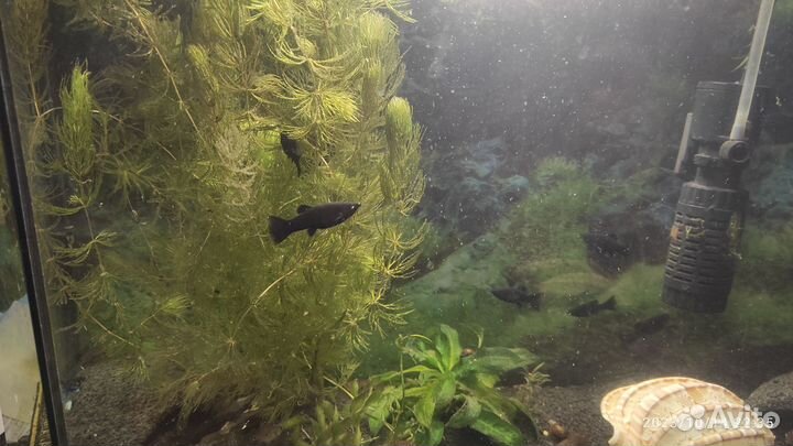 Мальки молинезии