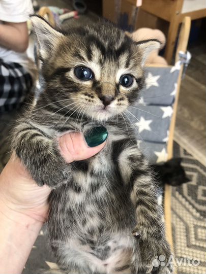 Котята от домашней кошки