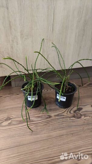 Хосты, гейхера,многолетники