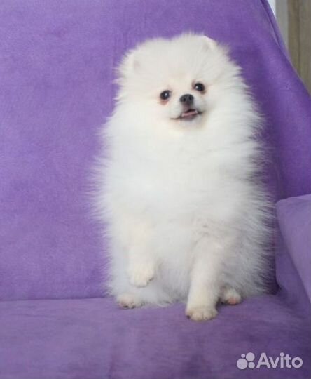 Шпиц девочки