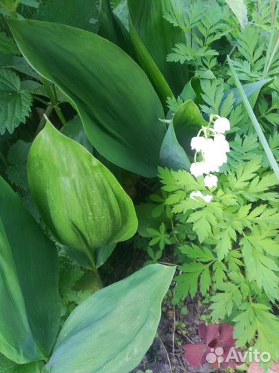 Рассада многолетних цветов