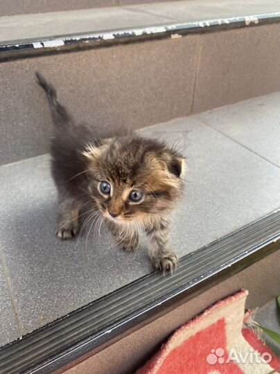 Котенок в добрые руки