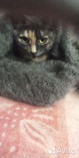 Кошка