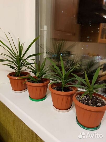 Пальмочка домашняя