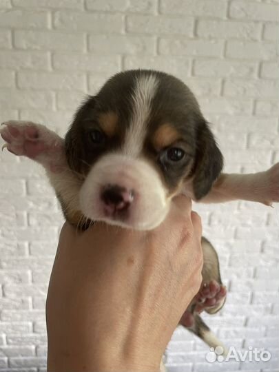 Щенки Бигля