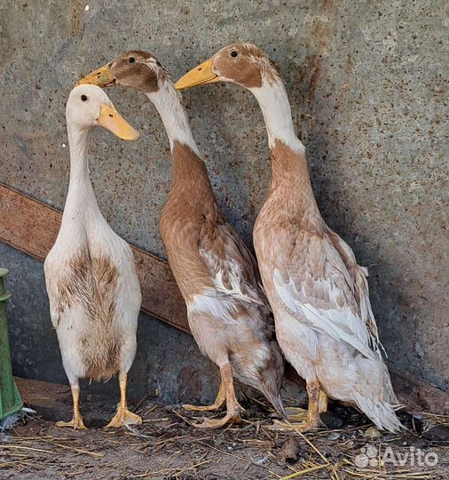 Индийский бегунок