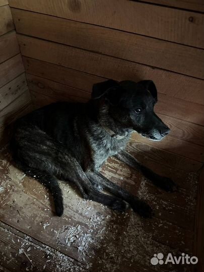 Собака из приюта помогите найти дом пожалуйста