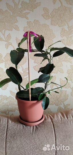 Стефанотис