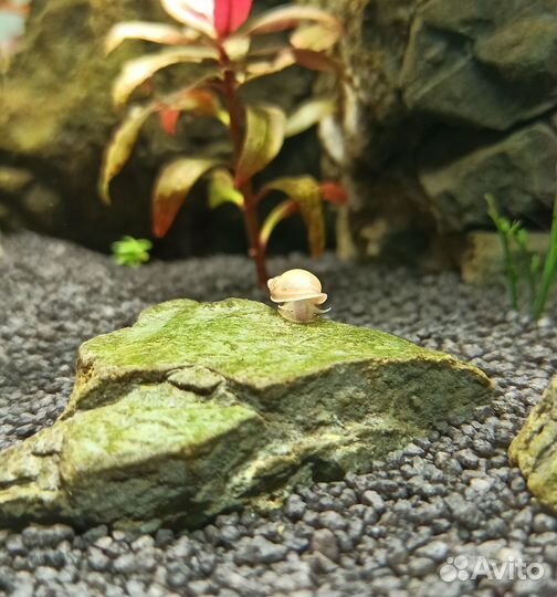 Улитки покемоны в аквариум