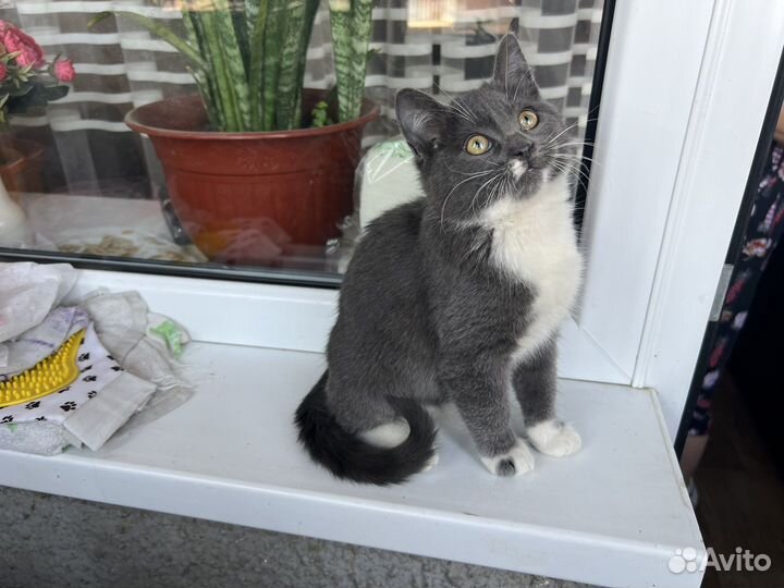 Котенок