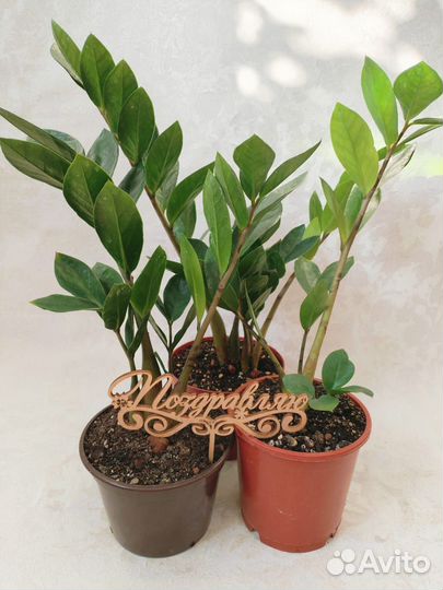 Доллоровое дерево Замиокулькас