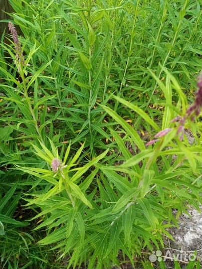 Иван Чай Саженцы с корнями