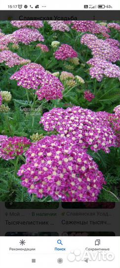 Вербенник того