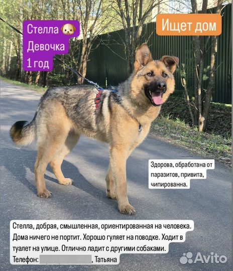 Собака в добрые руки
