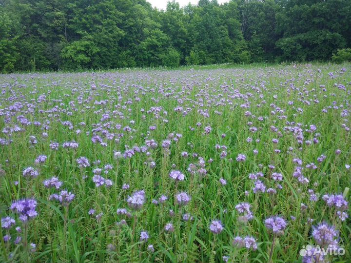 Мед натуральный