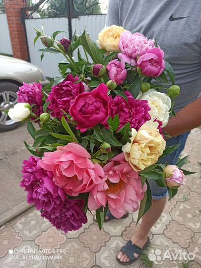 Пионы сортовые на срезку