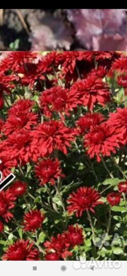 Черенки хризантемы