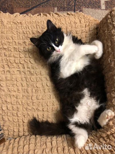 Кошечке нужен дом. Кошка в добрые руки