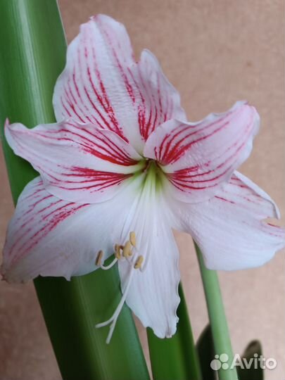 Гиппеаструм