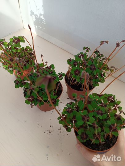 Кислица Оксалис