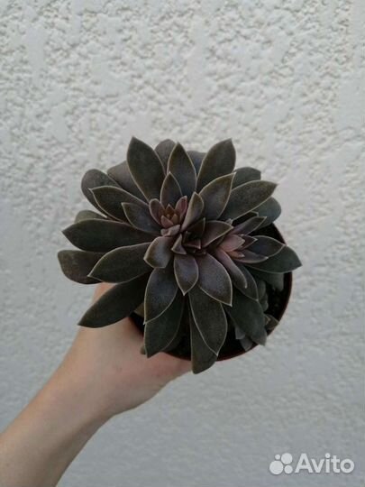 Суккуленты