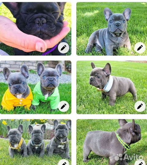 Французский бульдог мини