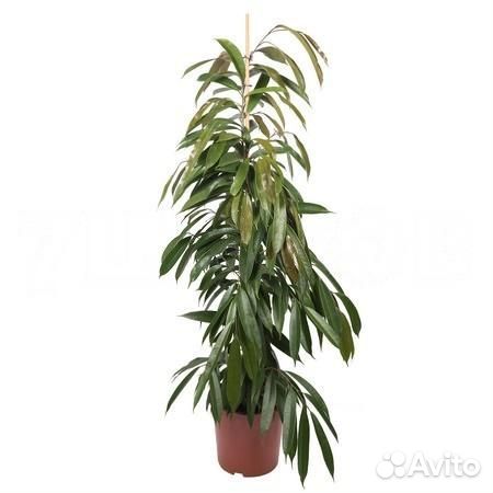 Стильные растения