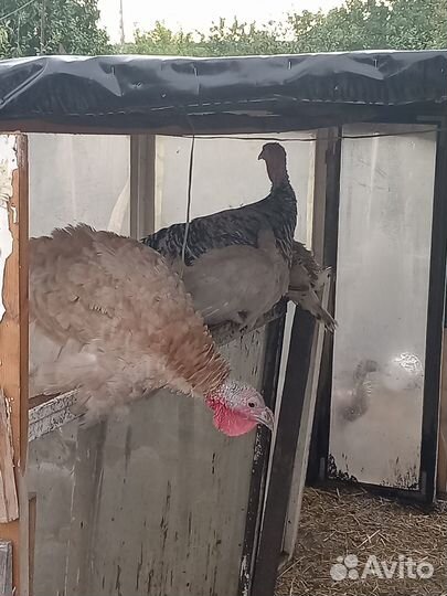 Гуси и индюки домашние, индюшата