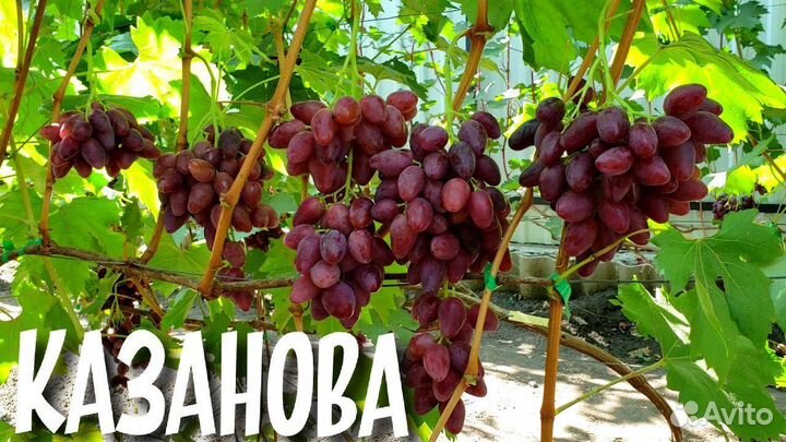Саженцы винограда Казанова ранний