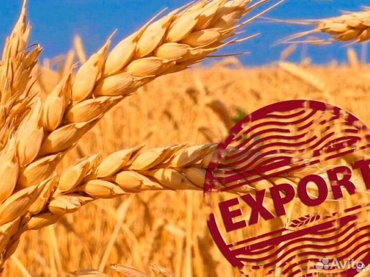 Пшеница продовольственная