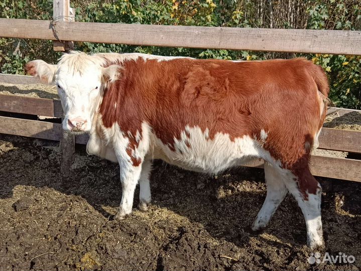 Коровы и телки стельные