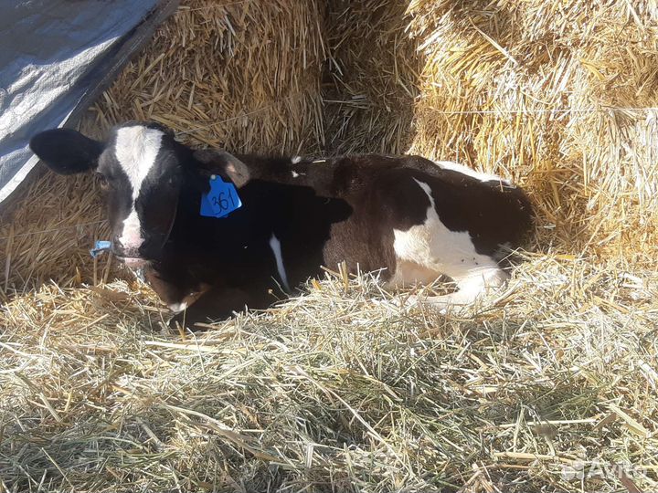 Телята бычки домашнего откорма