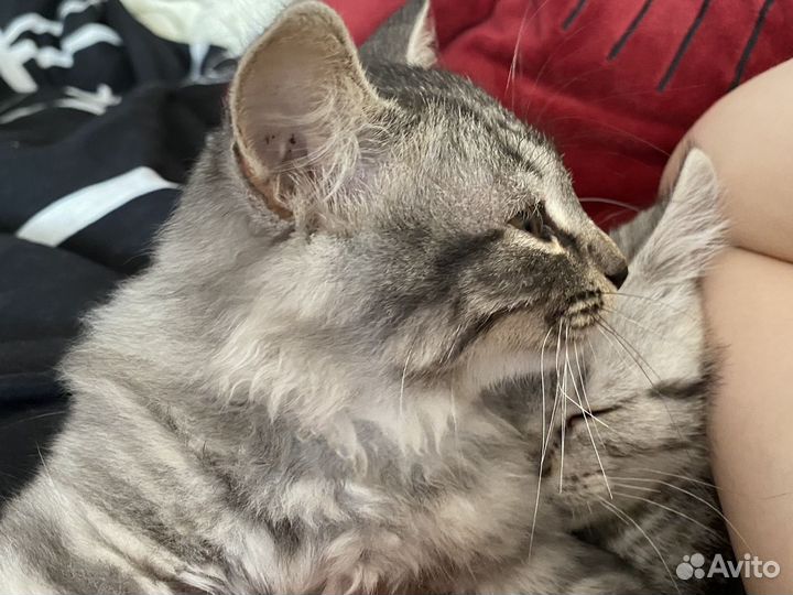 Котенок в добрые руки, мальчик.очень ласковый