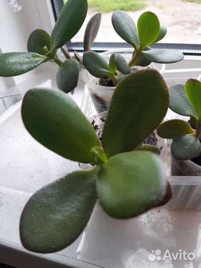 Цветы горшечные