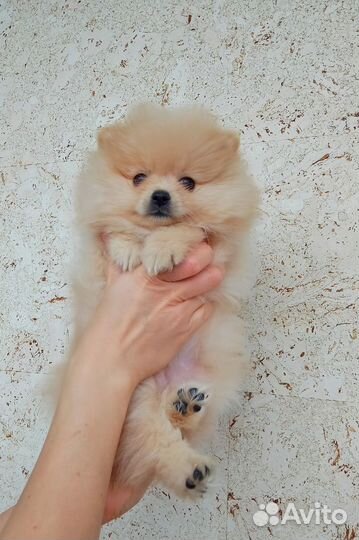 Кремовая малышка