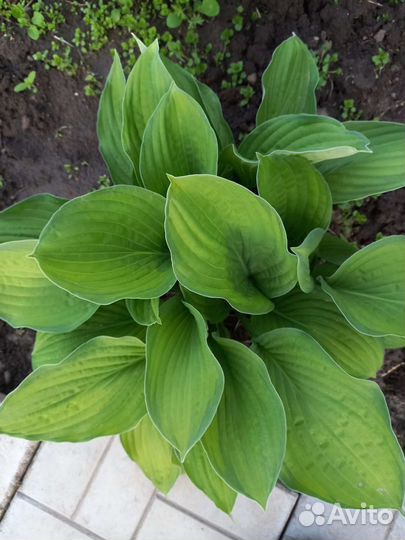 Хоста рассада