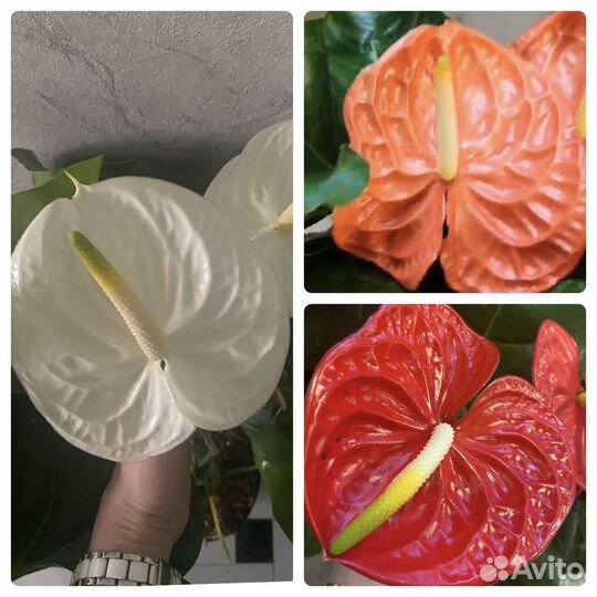 Антуриум редкий сорт