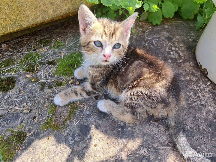 Трёхцветное счастье