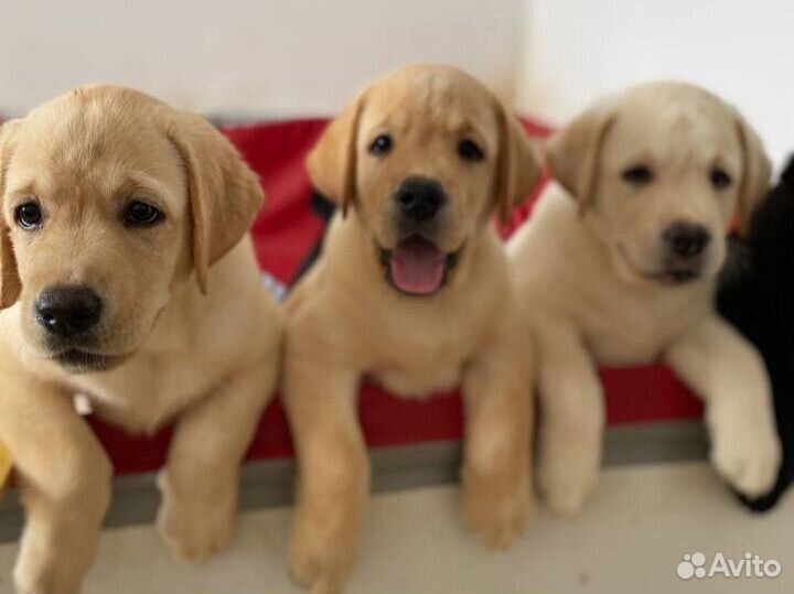 Лабрадор ретривер щенки