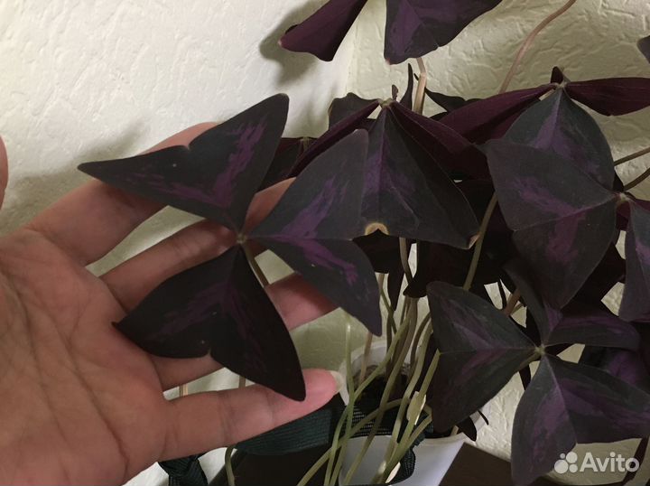 Кислица /Цветок счастья/ Бабочка/Оксалис кислица