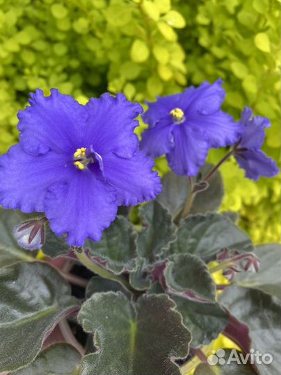 Фиалка шикарный кустик