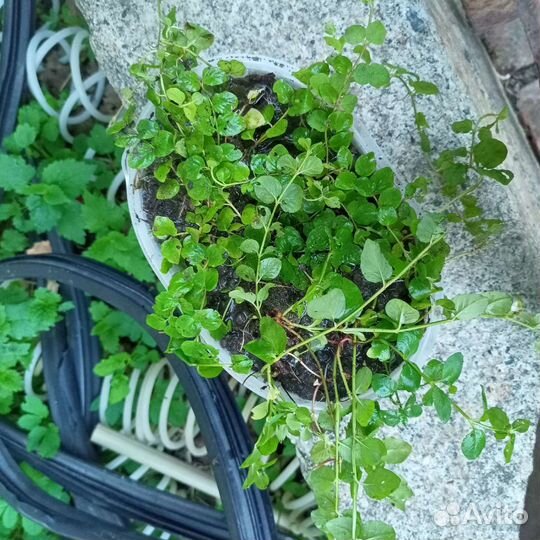 Вербейник для кашпо (монетчатый чай)