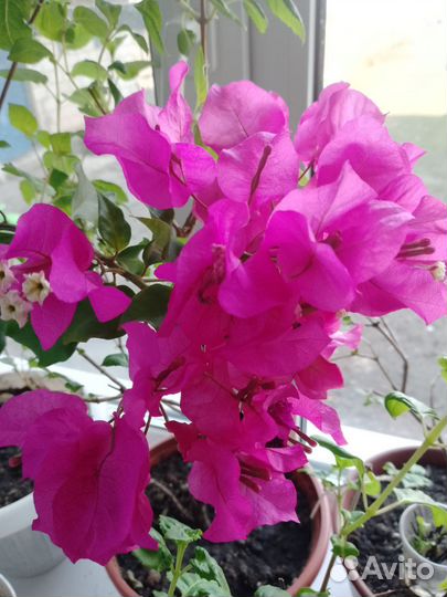 Комнатные растения цветы