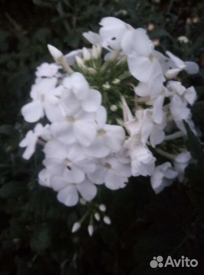 Флоксы (саженцы)