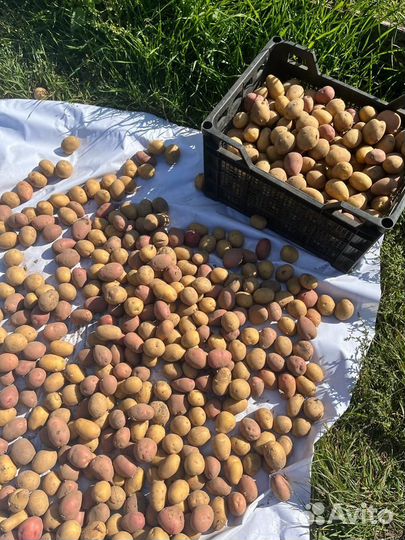 Картофель средний