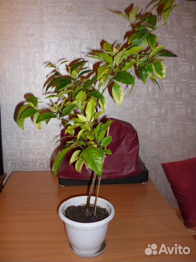 Комнатные цветы