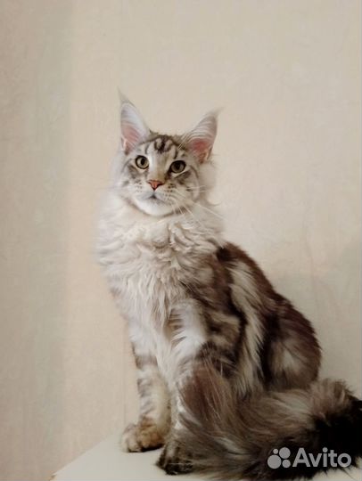 Котята мейн-кун