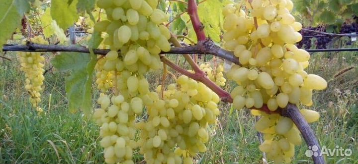 Черенки-чубуки столового винограда сорта разные